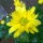 Bundle of joy - chrysanthemum