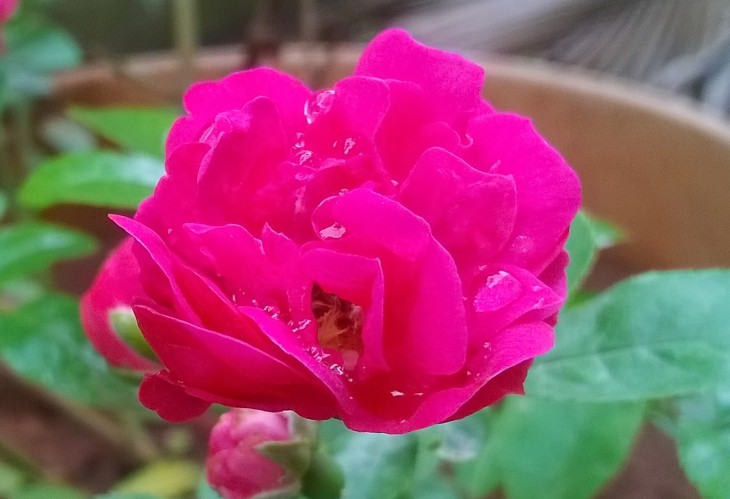 Magenta pink rose with rain drops